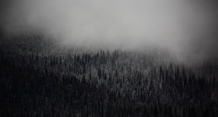 a black and white image of a snowy forest covered in mist