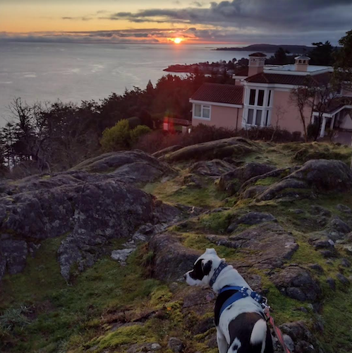 A photo of a sunset over the water as viewed from a rocky hill. In the foreground is a small black-and-white pitbull mix with floppy ears, wearing a harness and leash.