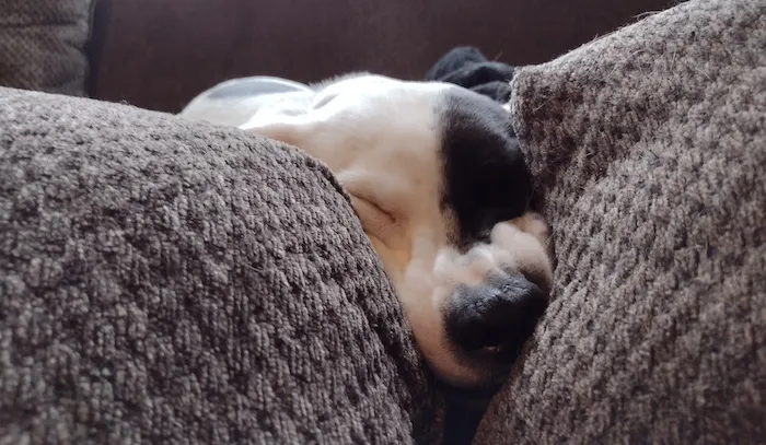 a photo of a small black and white dog with his eyes closed whose face is pressed between two couch cushions. 