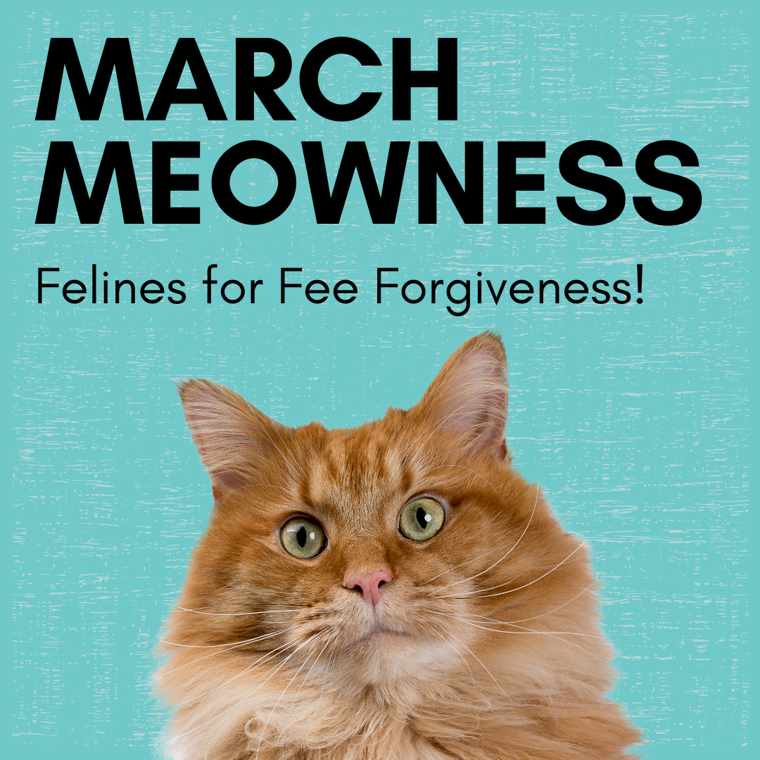 march meowness fine forgiveness program image. 