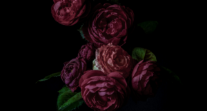 a photo of roses against a dark background