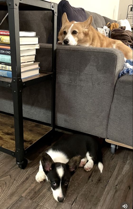 a photo of Dylan, a red and white Pembroke Welsh Corgi, up on the couch, hiding from Gwen, who is about 13 weeks old in this photo. Gwen is a tiny black and white Cardigan Welsh Corgi puppy.