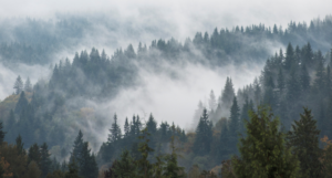 an aerial view of a foggy forest in the Pacific Northwest