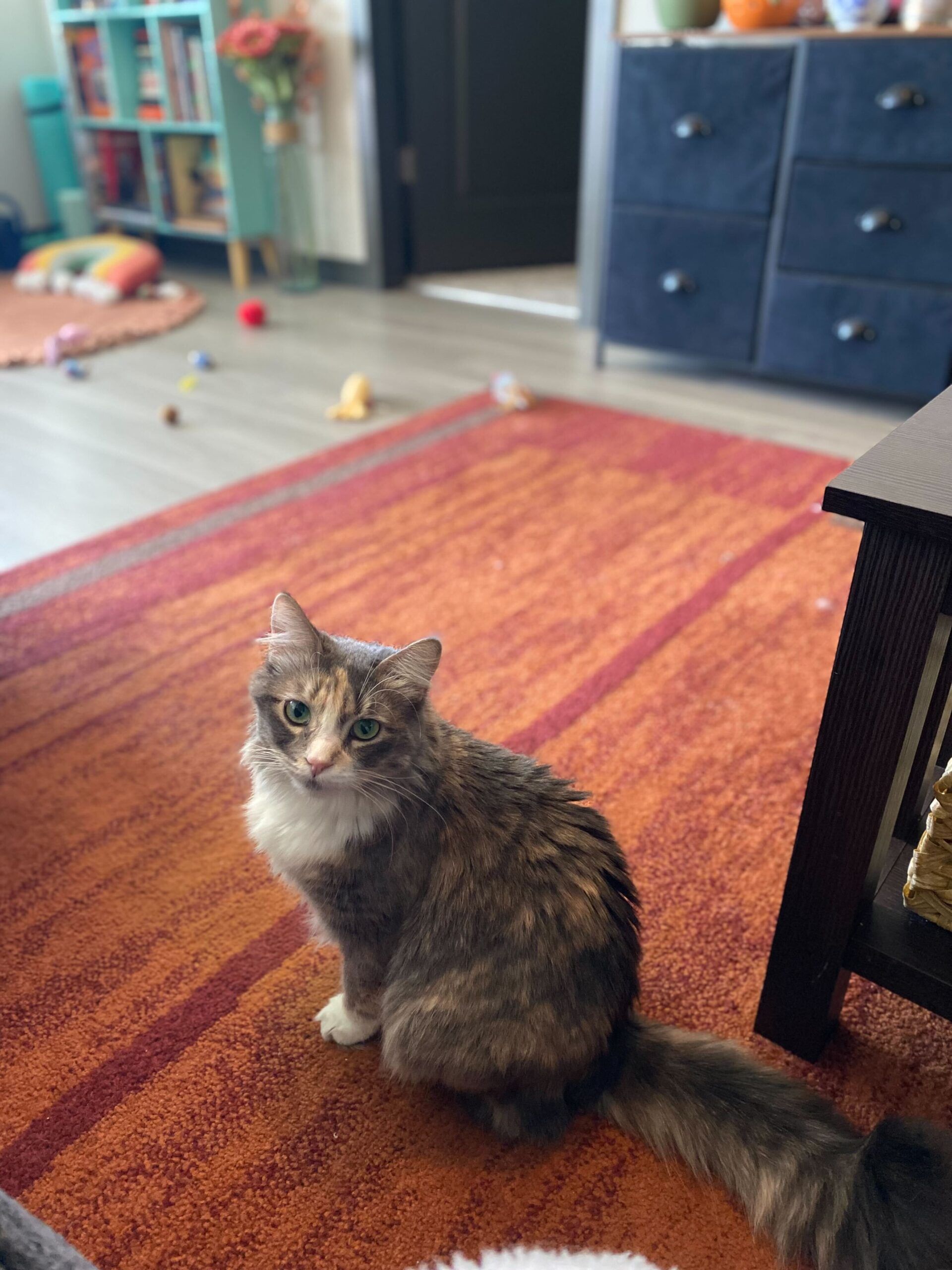 photo of a long-haired gray, orange, and white cat sitting on a wooden floor and looking at the camera