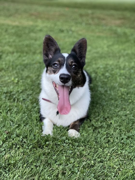 a photo of Gwen, a black and white Cardigan Welsh Corgi, sitting in a patch of green grass