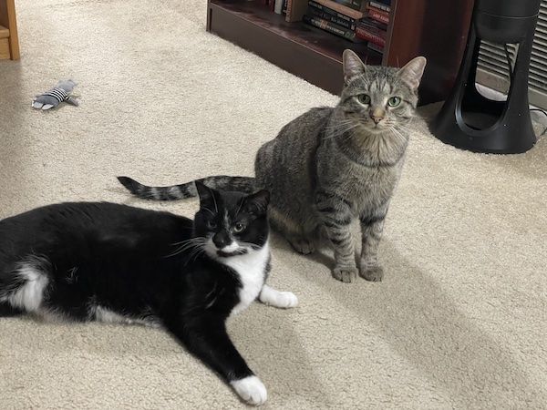 a black and white cat and a brown tabby cat sitting next to each other, looking innocently at the camera