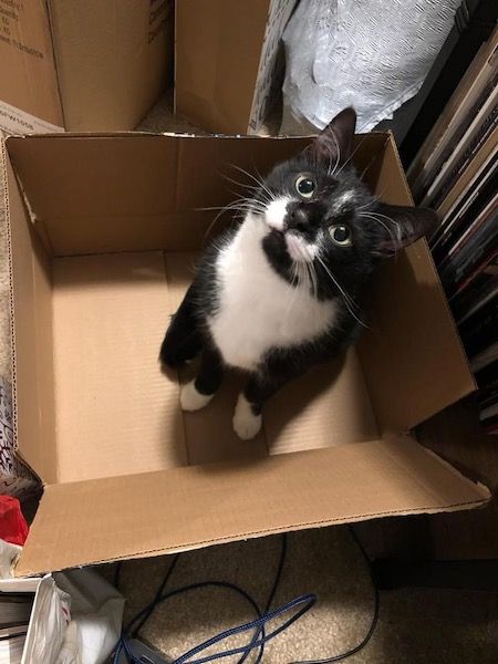 a black and white cat sitting in a box