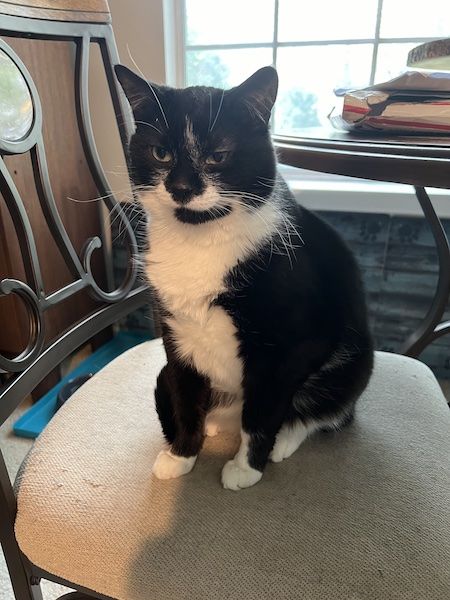a very groggy black and white cat sitting on a chair