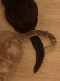 orange cat tail and black cat trail crossed