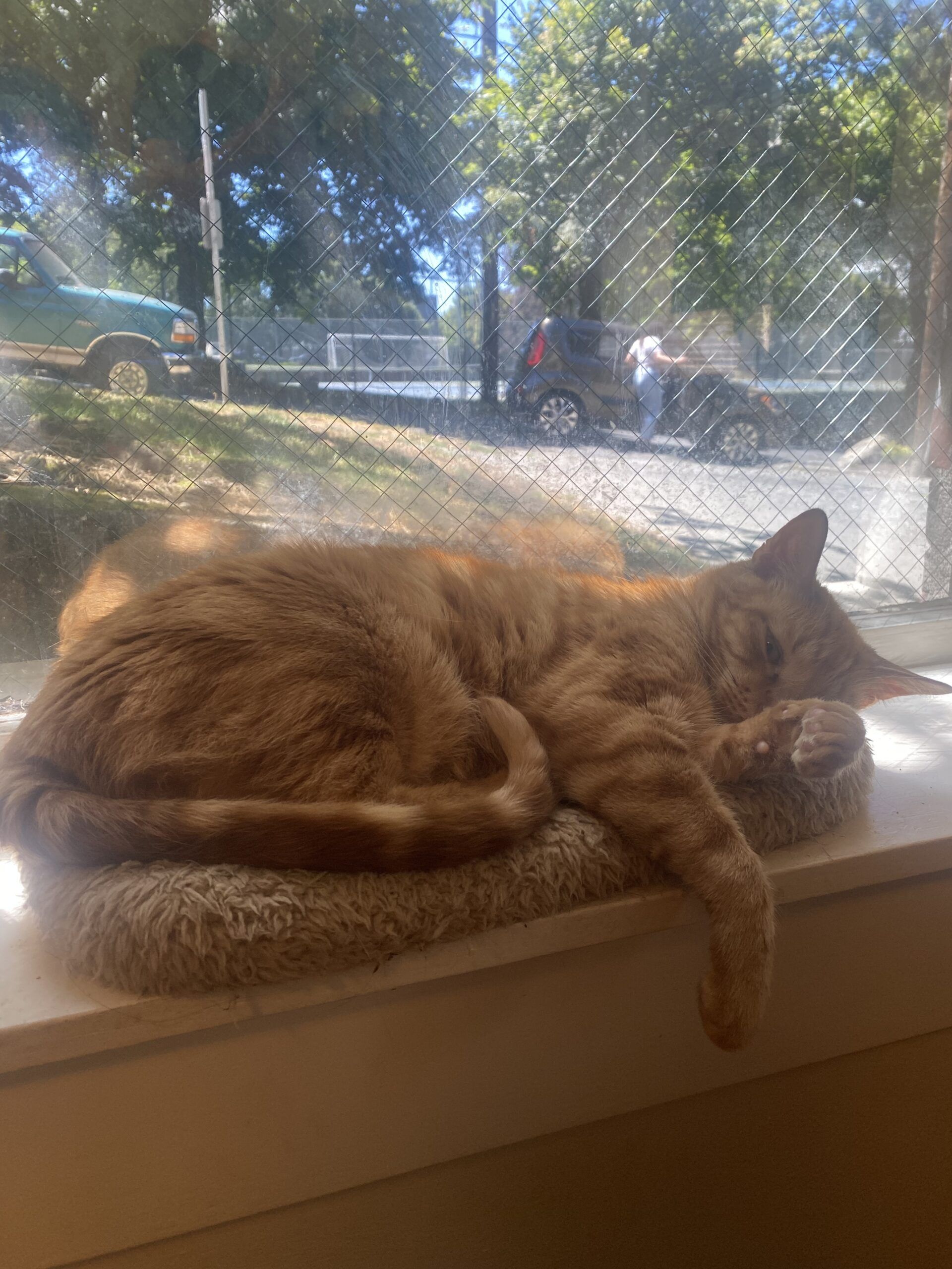 orange cat in a window