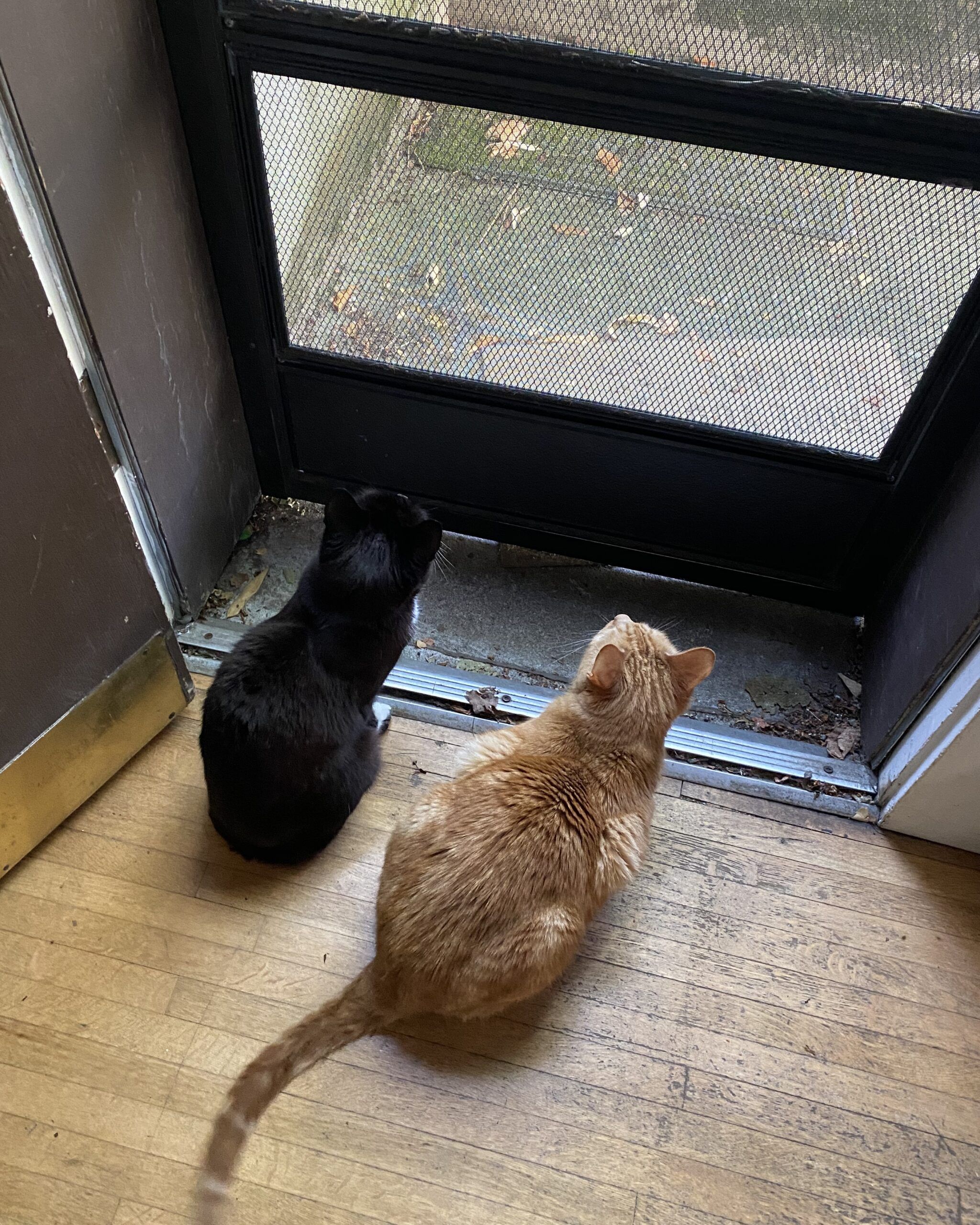 orange cat and black cat looking out a screen door