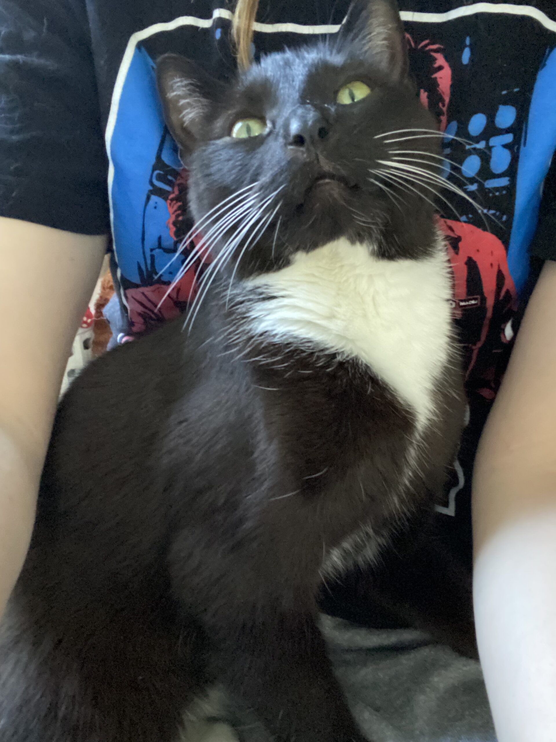 tuxedo cat in a lap