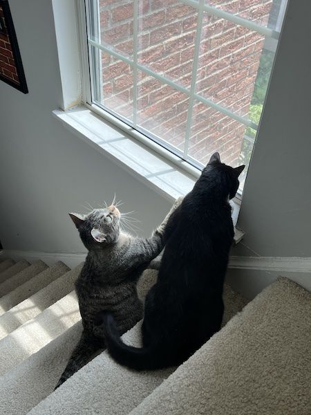 two cats looking intently out of a window