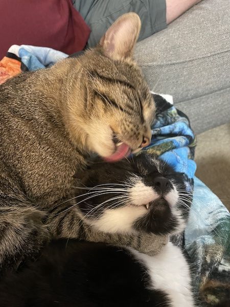 a brown tabby cat putting a black and white cat in a headlock to lick the top of its head