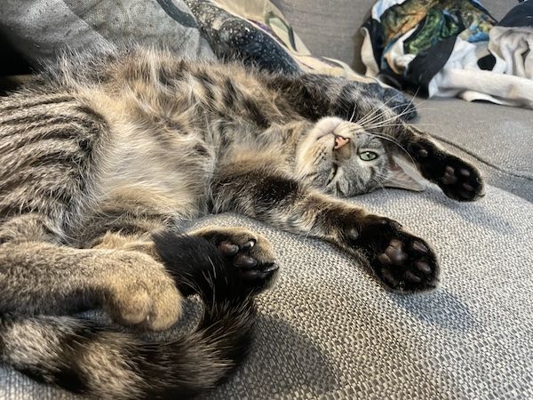 a brown tabby cat showing off its belly with its front paws over its head