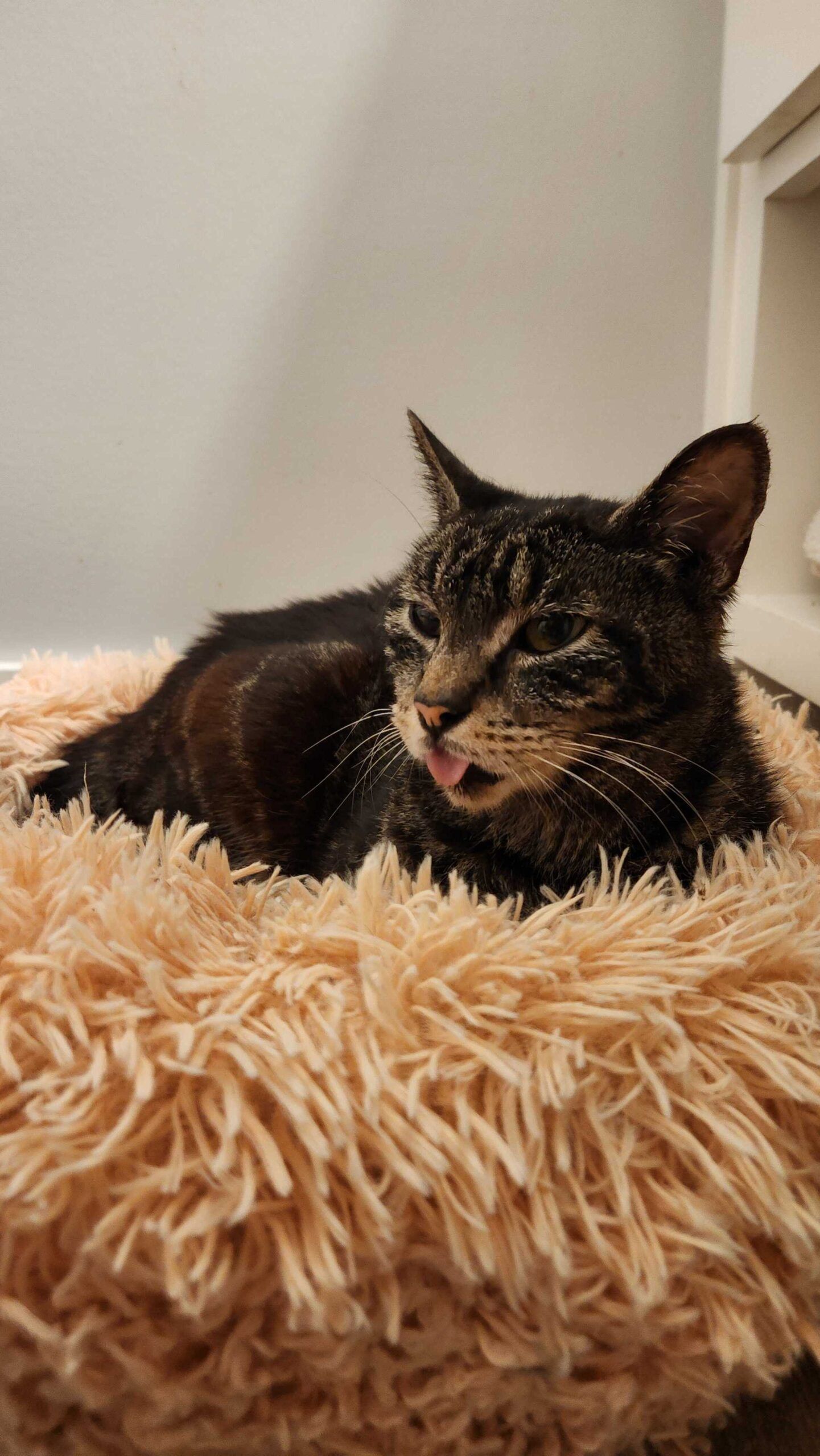 Image of a tabby cat with a white muzzle cuddled on a fluffy bed. His tongue is sticking out at the camera.