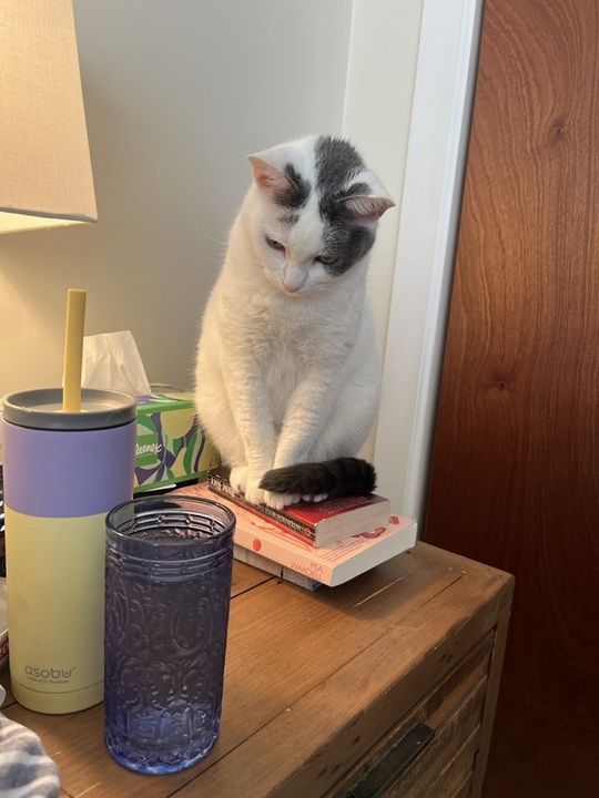 Image of a white cat with gray spots on her head sitting on a stack of books on a nightstand