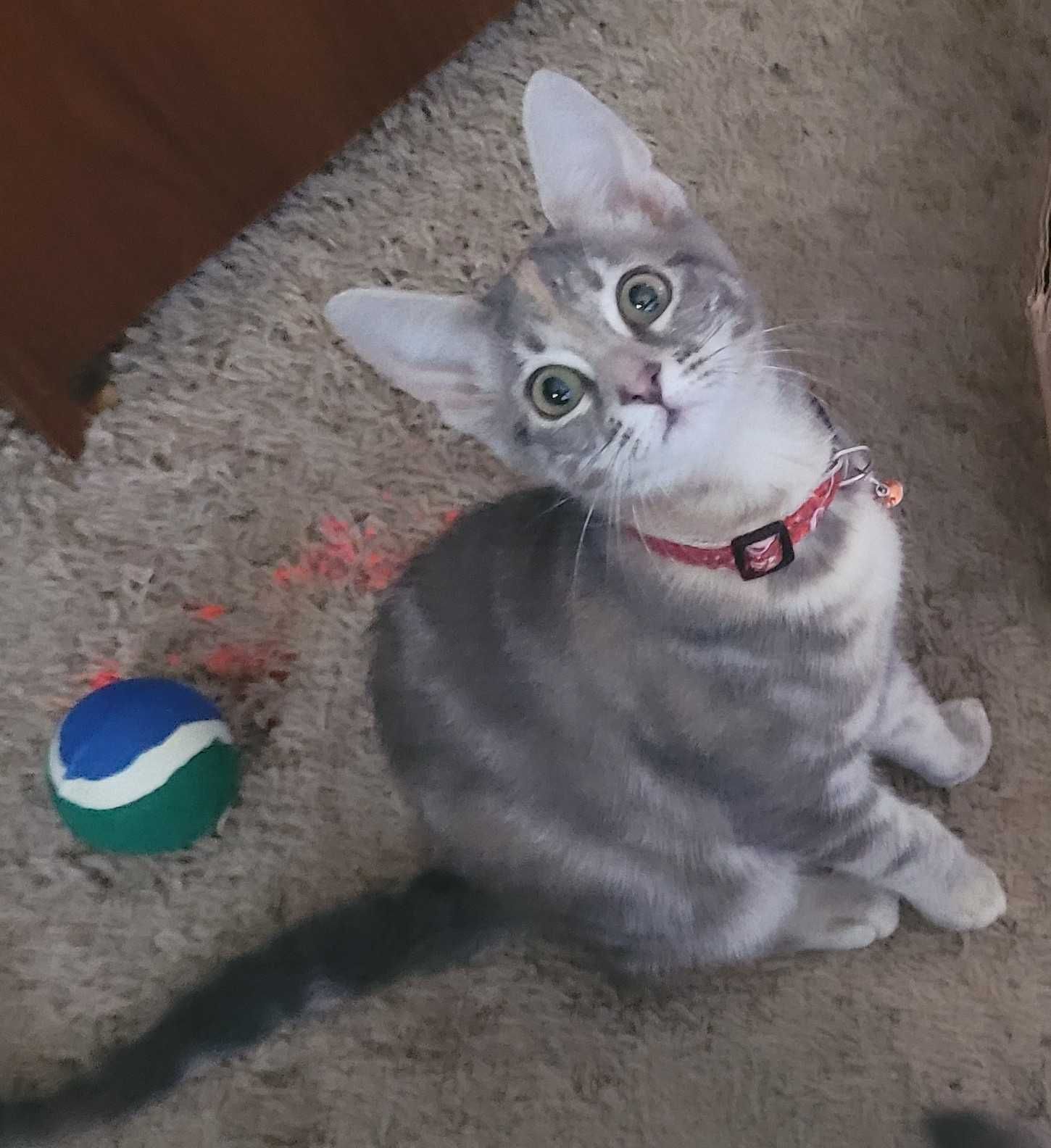 Image of a gray and white kitten in a pink collar sitting on a soft cat bed and looking at the camera