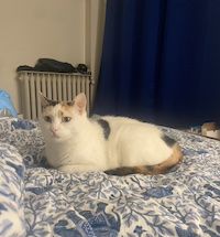 calico cat resting on a bed with a blue and white floral bedspread