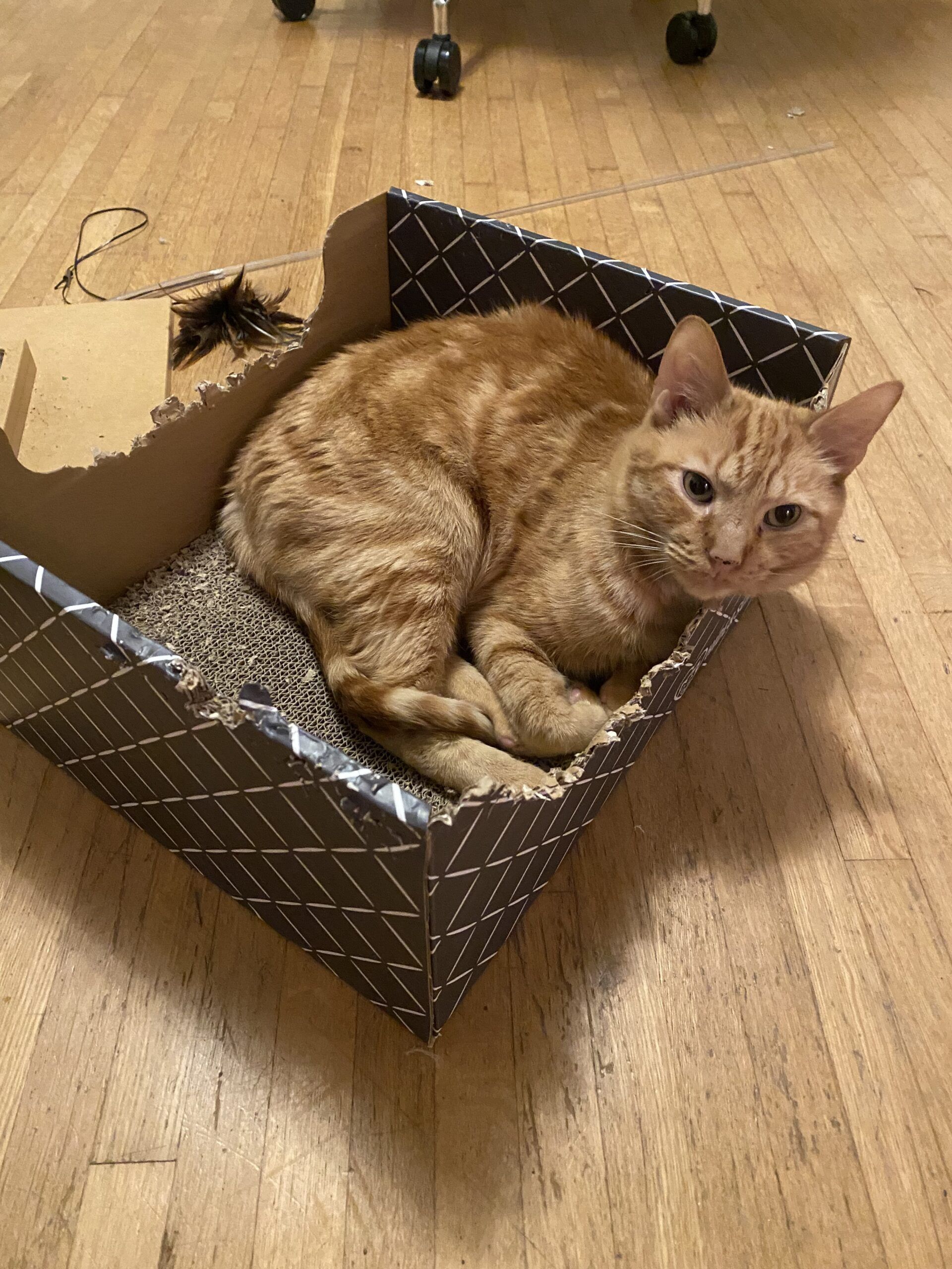 orange cat in a box