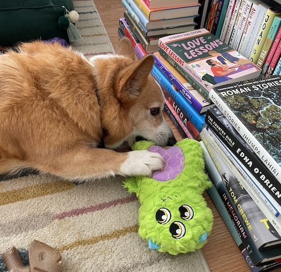 A photo of Dylan, a red and white Pembroke Welsh Corgi, chewing on a green monster toy. Stacks of books can be seen surrounding Dylan.