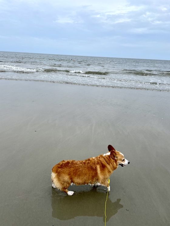 a photo of Dylan, a red and white Pembroke Welsh Corgi, walking along the beach