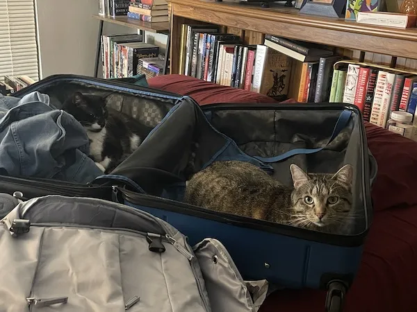 a black and white cat and a brown tabby cat sitting in a large open suitcase