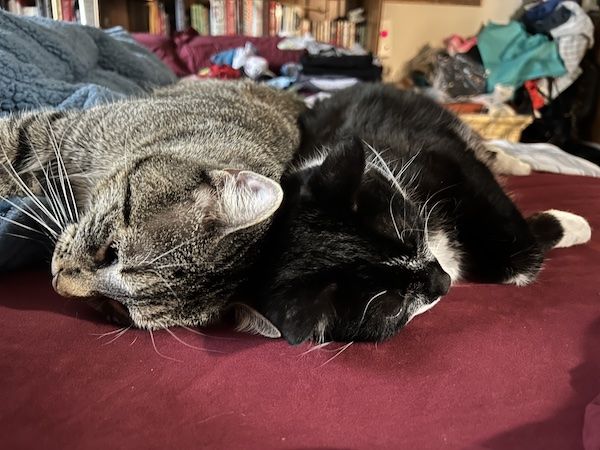 a brown tabby cat sleeping back-to-back with a black and white cat