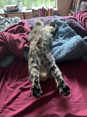 a brown tabby cat fully stretched out on its back with its front paws over its head