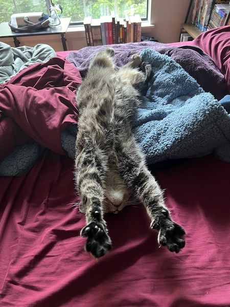 a brown tabby cat fully stretched out on its back with its front paws over its head