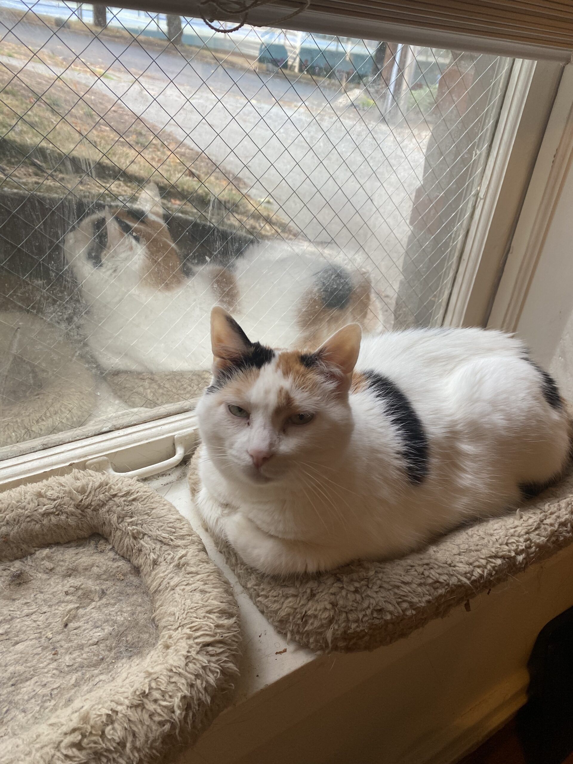 calico cat in the window