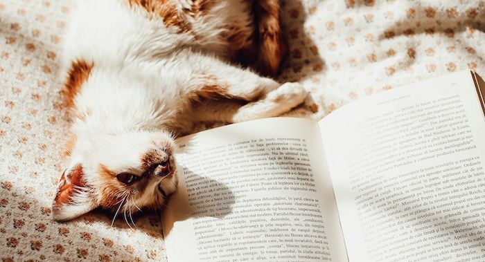 cat lying in the sun by an open book