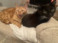 black and orange cat cuddling on a couch