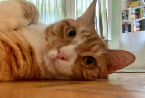 close up of orange cat's face as it lies on its side; photo by Liberty Hardy