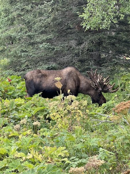 a large male moose standing in foliage