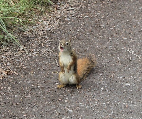 a small brown squirrel hollering at the camera