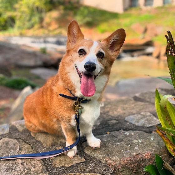 a photo of Dylan, a red and white Pembroke Welsh Corgi, sitting on a stone wall