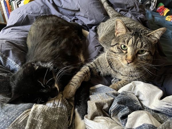 a black and white cat and a brown tabby cat laying next to each other with their front paws crossed