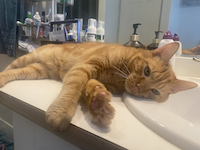 orange cat on a sink