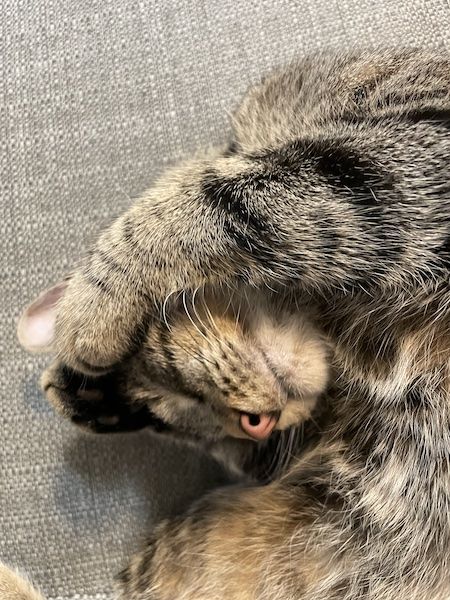 a close up of a brown tabby cat curled up with its paws covering its head