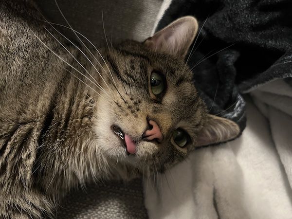 a close up of a brown tabby cat with its tongue sticking out