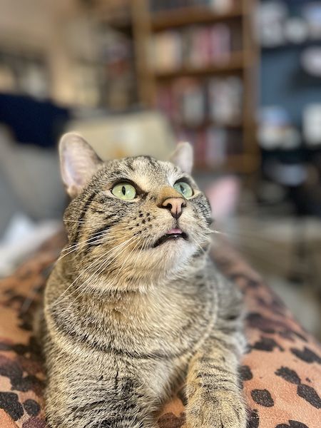 portrait mode of a brown tabby cat looking off in the distance with its tongue sticking out