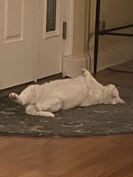 a white cat laying on a rug in an odd twisty way