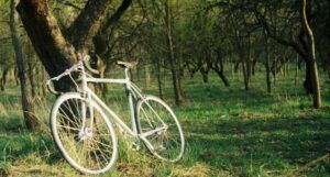 bicycle leaned against a tree in the woods