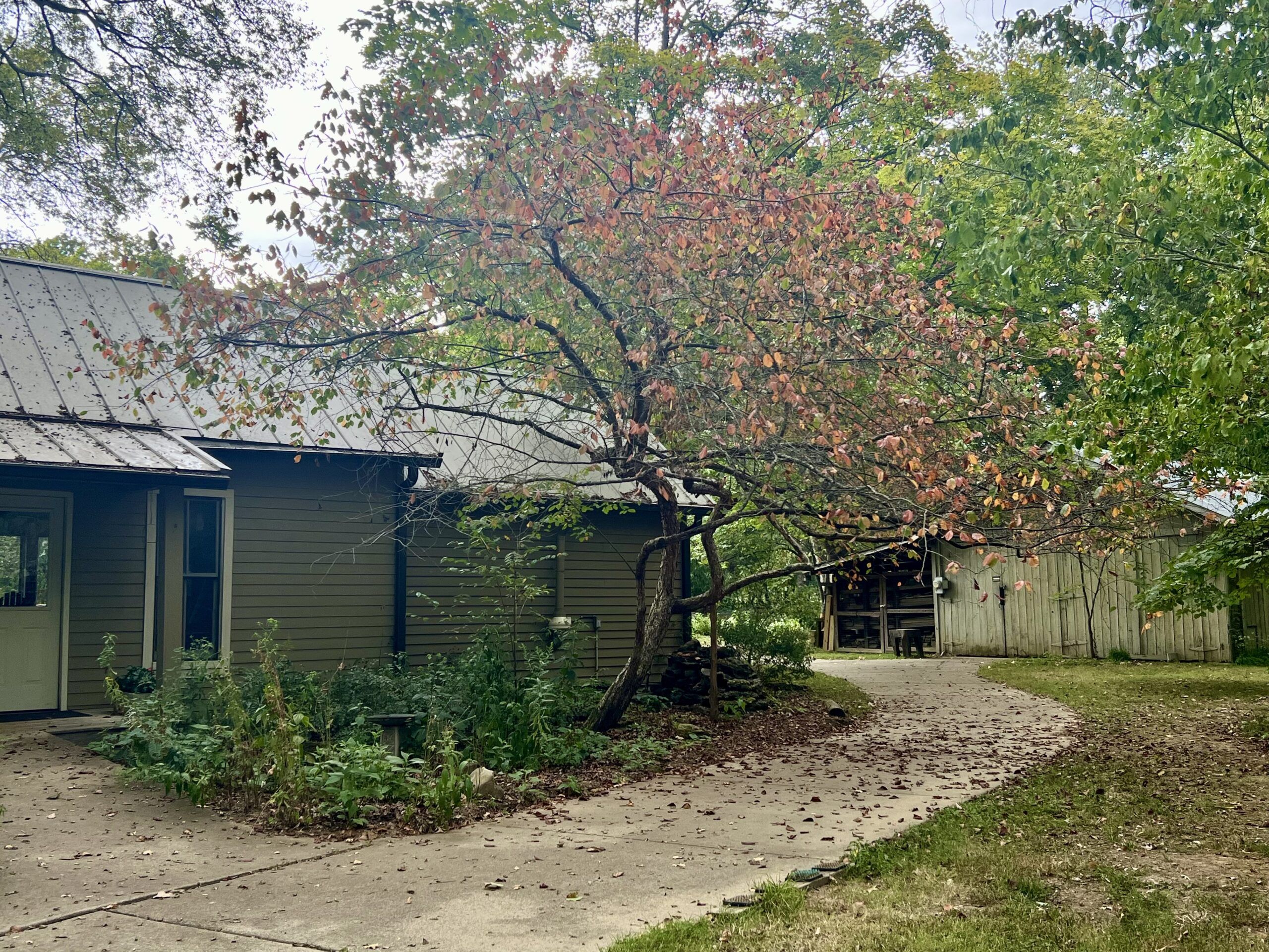 Fall leaves, the kids are all right