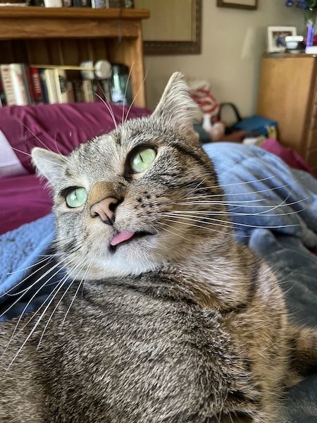 a brown tabby cat looking off into the distance with its tongue sticking out