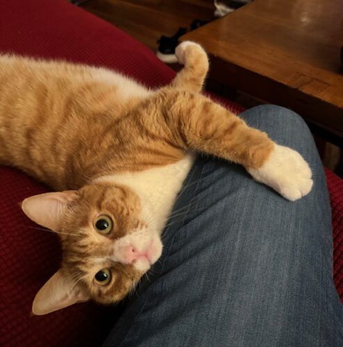 orange cat beside demin-clad leg; photo by Liberty Hardy