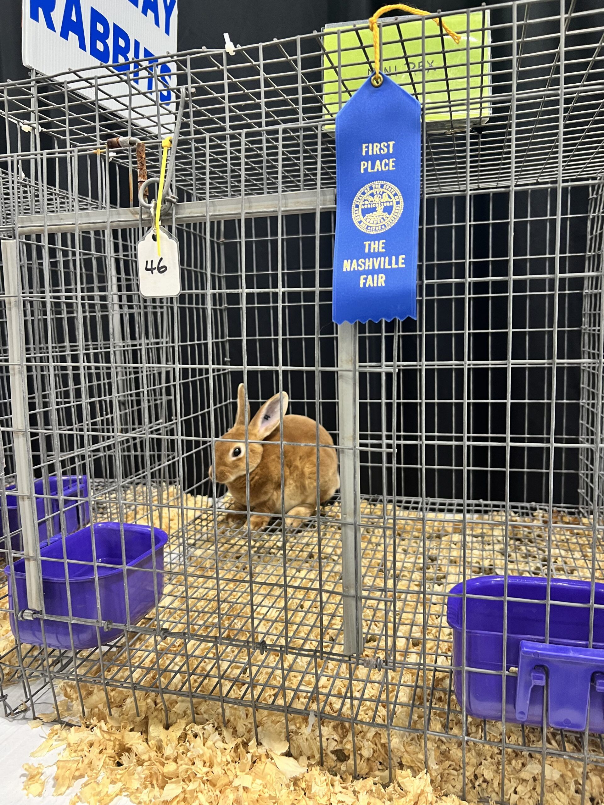 A rabbit at the fair, the kids are all right