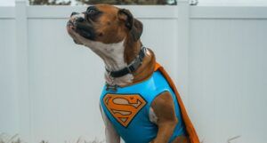 boxer dog in a supermand costume