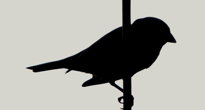 bird silhouette.jpg.optimal